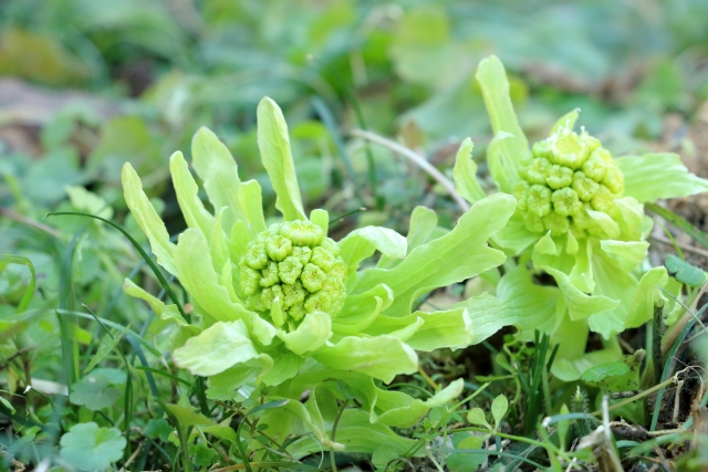 2026年２月（如月）　違いを認め、新しい自分と出会う春への画像